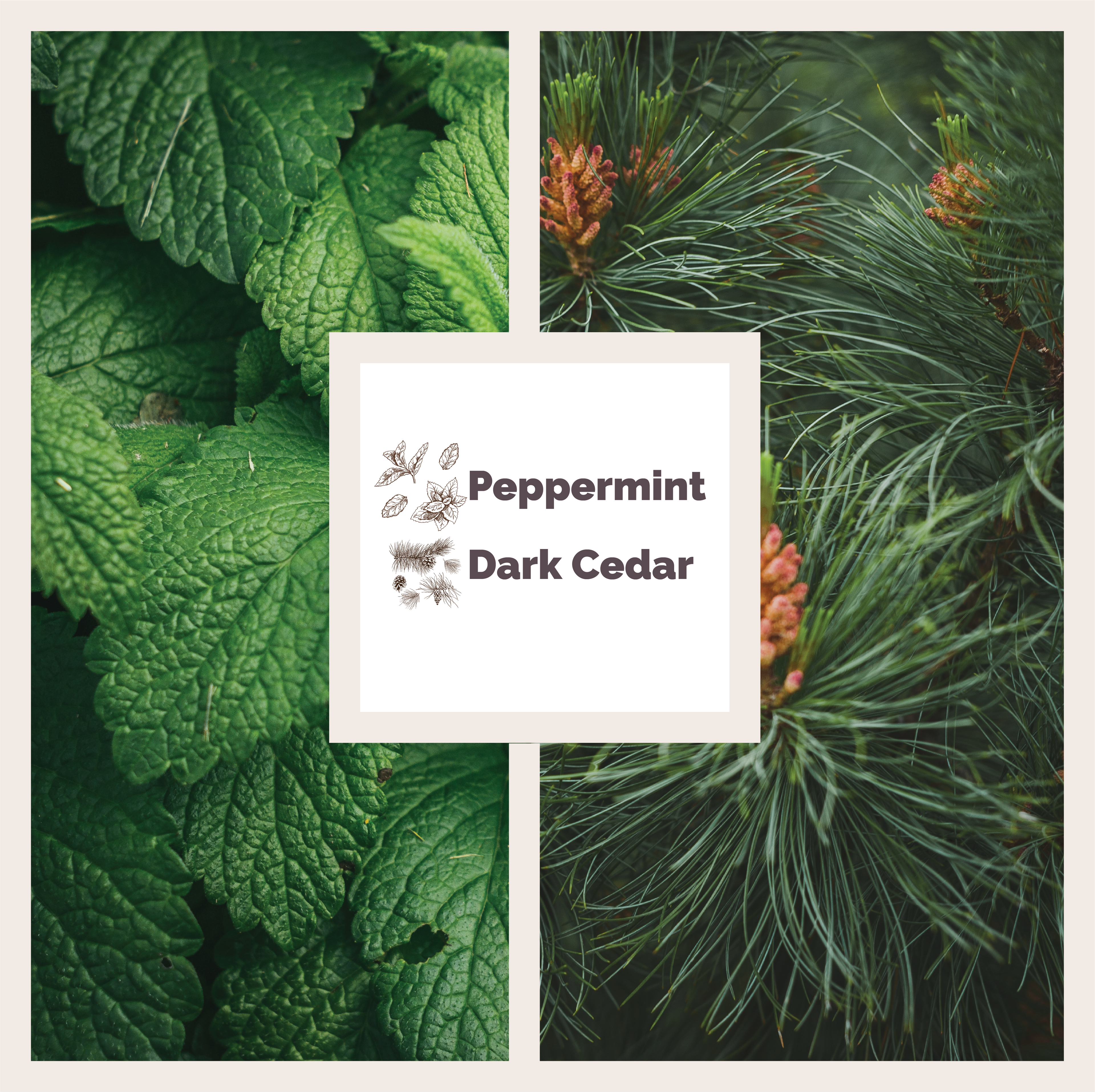 Hand & Body Wash | Peppermint & Dark Cedar